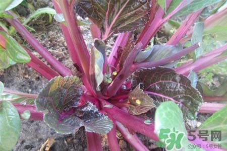 紅菜苔熱量高嗎？吃紅菜苔嗎會(huì)胖嗎？