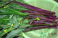 紅菜苔怎么挑選？如何挑選紅菜苔？