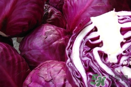 紫甘藍(lán)是轉(zhuǎn)基因食品嗎？紫甘藍(lán)是轉(zhuǎn)基因蔬菜嗎？