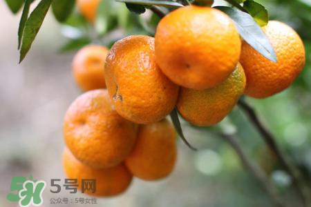 沙糖桔是轉基因食物嗎？沙糖桔是轉基因水果嗎？