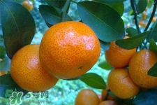 冰糖橘熱量高嗎？吃冰糖橘會發胖嗎？