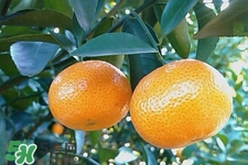 糖尿病可以吃橘子嗎？糖尿病任能吃橘子嗎？