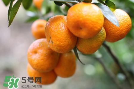 蜜桔的營養價值 蜜桔的功效與作用