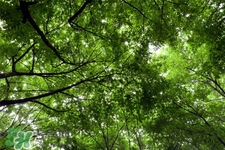 春天喝什么茶養(yǎng)生？春季養(yǎng)生喝什么茶好？