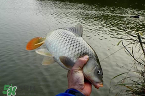 立春后能釣魚(yú)嗎？立春后好釣魚(yú)嗎？
