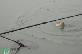 立春后能釣魚(yú)嗎？立春后好釣魚(yú)嗎？
