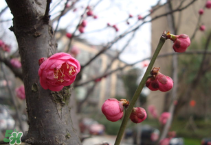 立春后種什么花？立春時(shí)開的花有哪些？