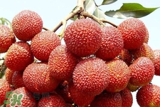 吃荔枝會(huì)過(guò)敏嗎？吃荔枝過(guò)敏怎么辦？