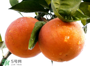 血橙為什么沒(méi)有血絲？血橙為什么不紅？