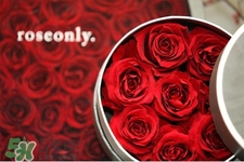 roseonly是什么花？roseonly是真花還是假花？