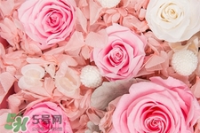 roseonly鮮花多少錢？roseonly永生花多少錢？