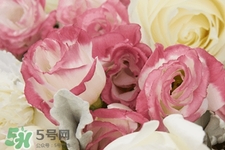 roseonly鮮花多少錢？roseonly永生花多少錢？