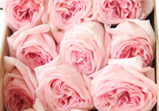 roseonly鮮花怎么保養？roseonly永生花怎么保養？