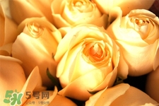 情人節(jié)可以送黃玫瑰嗎？情人節(jié)送黃玫瑰好嗎？