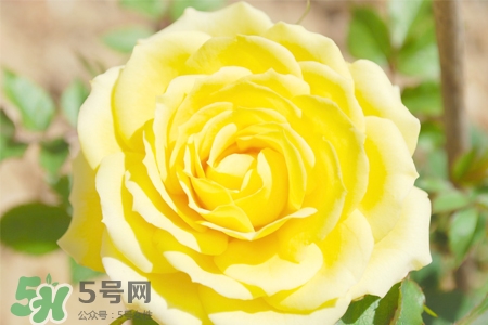 情人節(jié)可以送黃玫瑰嗎？情人節(jié)送黃玫瑰好嗎？