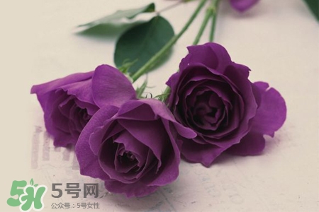 情人節(jié)可以送紫玫瑰嗎？情人節(jié)送紫玫瑰好嗎？