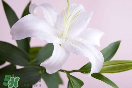 百合花怎么養(yǎng)水里？水養(yǎng)百合花怎么開(kāi)久些？