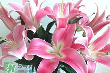百合花怎么養(yǎng)水里？水養(yǎng)百合花怎么開(kāi)久些？