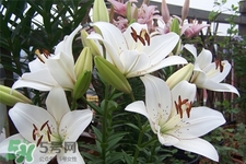 百合花葉子發(fā)黃怎么回事？百合花葉子發(fā)黃怎么辦？