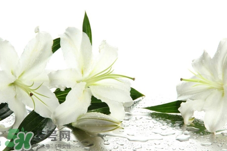 百合花葉子發(fā)黃怎么回事？百合花葉子發(fā)黃怎么辦？