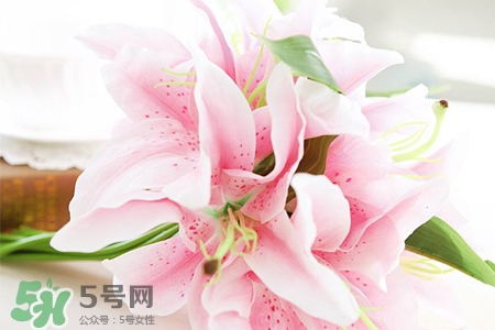 百合花葉子發(fā)黃怎么回事？百合花葉子發(fā)黃怎么辦？