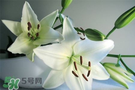 百合要曬太陽嗎？水養百合要曬太陽嗎？