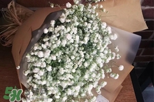 滿天星在花瓶里怎么養？滿天星買回來要養水嗎？