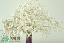 滿天星在花瓶里怎么養？滿天星買回來要養水嗎？