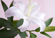 百合花葉子發(fā)黃怎么回事？百合花葉子發(fā)黃怎么辦？