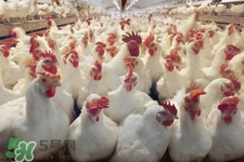 h7n9禽流感可以治愈嗎？禽流感能治好嗎？