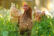 h7n9禽流感可以治愈嗎？禽流感能治好嗎？