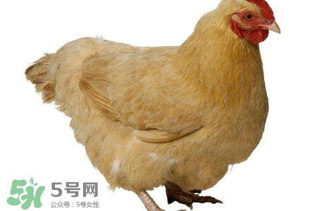 h7n9禽流感可以治愈嗎？禽流感能治好嗎？