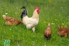 h7n9禽流感可以治愈嗎？禽流感能治好嗎？