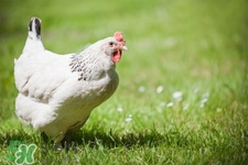 h7n9禽流感可以治愈嗎？禽流感能治好嗎？