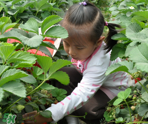 三亞哪里可以摘草莓？三亞摘草莓在哪里？