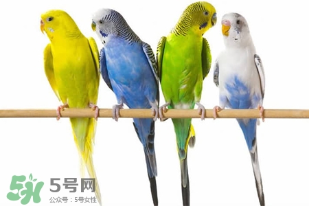 禽流感可以養(yǎng)鸚鵡嗎？禽流感期間能養(yǎng)鸚鵡嗎？