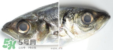 怎么自制死魚眼眼鏡？死魚眼眼鏡哪里買？