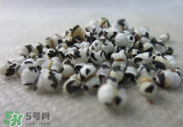 穿山甲下奶怎么吃？穿山甲下奶效果好嗎？