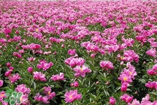 春天開的花有哪些？春天都開什么花？