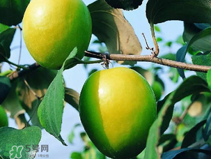 青棗吃多了會胖嗎？吃青棗會不會發胖？