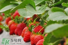 草莓農藥多嗎？草莓農藥殘留真致癌嗎？
