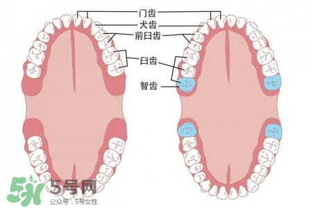 智齒會引起耳鳴嗎？耳鳴跟智齒有關系嗎？