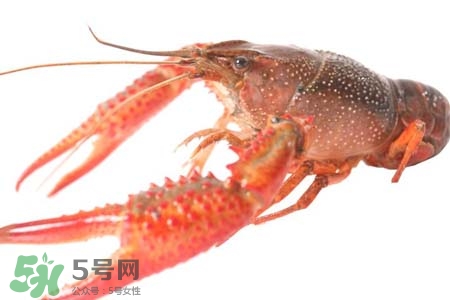 小龍蝦怎樣清洗？小龍蝦怎么洗最干凈？