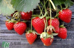 吃草莓大便會變紅嗎？吃草莓大便變紅是怎么回事？