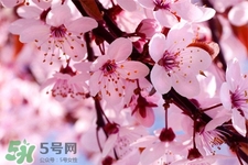 櫻花可以吃嗎？新鮮的櫻花能吃嗎？