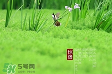驚蟄吃什么蔬菜好？驚蟄節氣養生吃什么蔬菜？