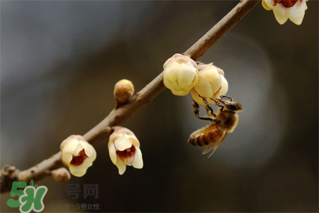 驚蟄吃什么蔬菜好？驚蟄節氣養生吃什么蔬菜？