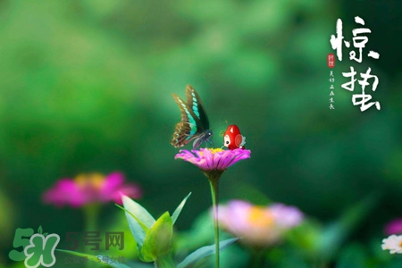 驚蟄節氣吃什么水果？驚蟄養生吃什么水果好？