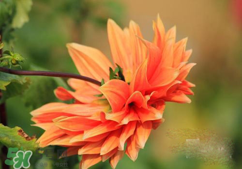 花粉過(guò)敏會(huì)遺傳嗎？花粉過(guò)敏為什么會(huì)遺傳？