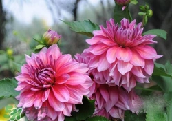 花粉過(guò)敏會(huì)遺傳嗎？花粉過(guò)敏為什么會(huì)遺傳？